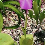 Casa Dina Прайя-дель-Рей