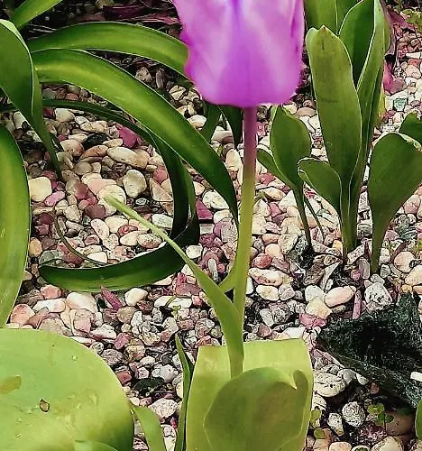 Casa Dina Praia del Rei